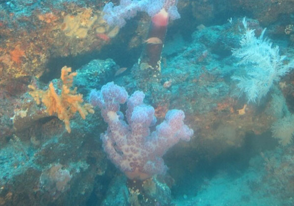 牛島海底世界潛水艇.jpg