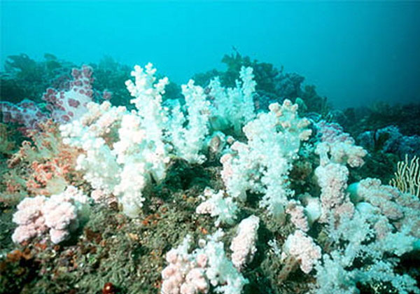 牛島潛水艇門票預訂.jpg