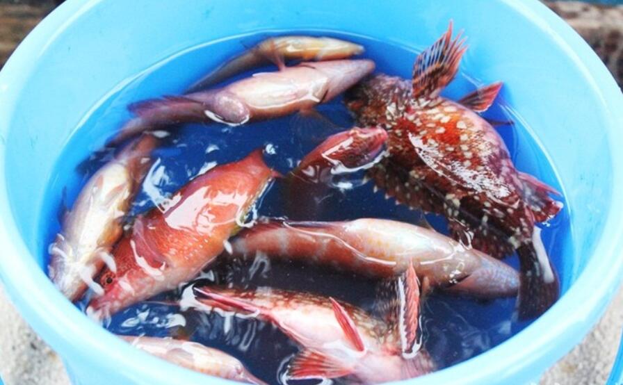 漫韓網濟州島休閑海釣20.jpg